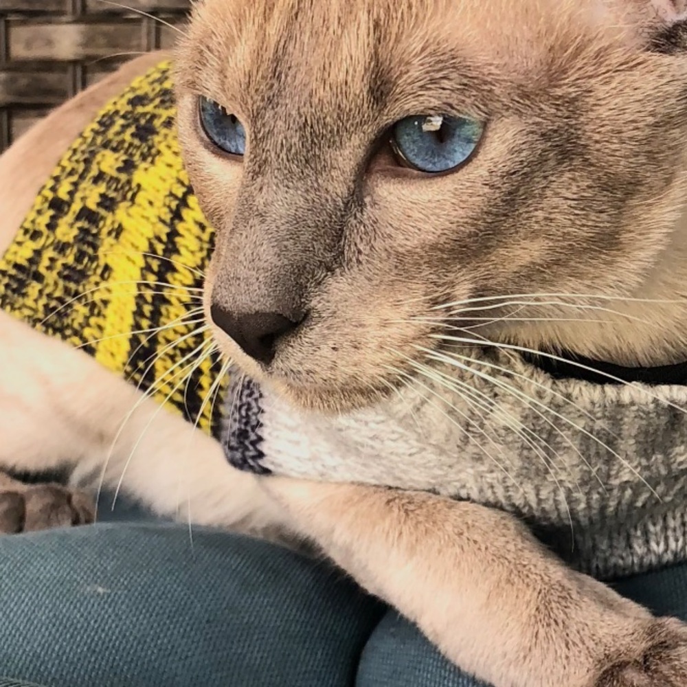 Meet your Posher, Line